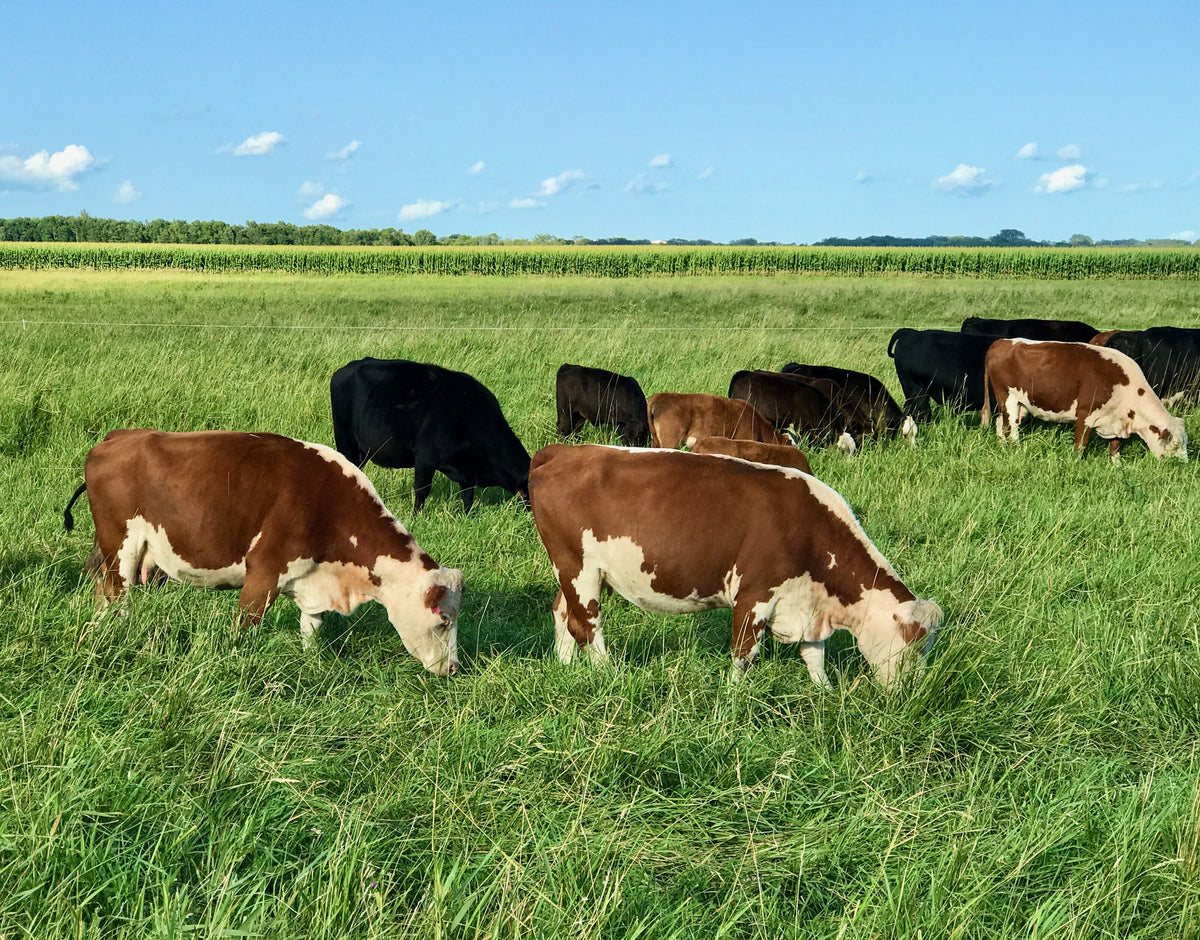 Hereford calves and cows grazing green pasture on the Langland ranch near Brookings, South Dakota.